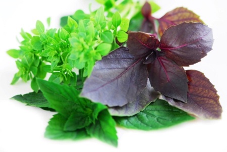 Various types of basil herb on white background